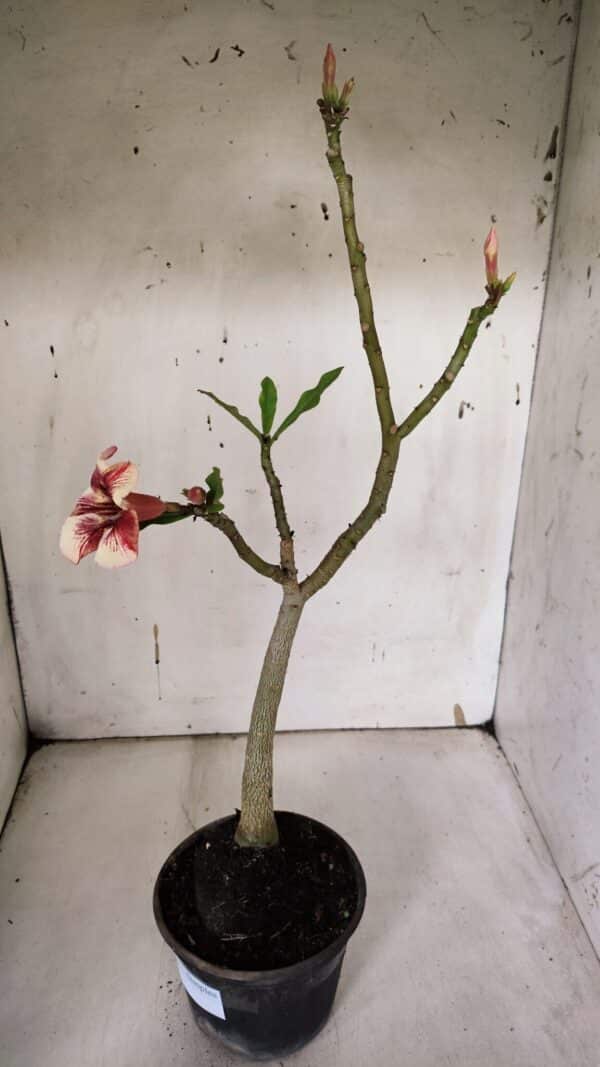Planta Simples 2965 – 35cm – 03 anos - Imagem 6