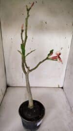 Planta Simples 2965 – 35cm – 03 anos - Imagem 5