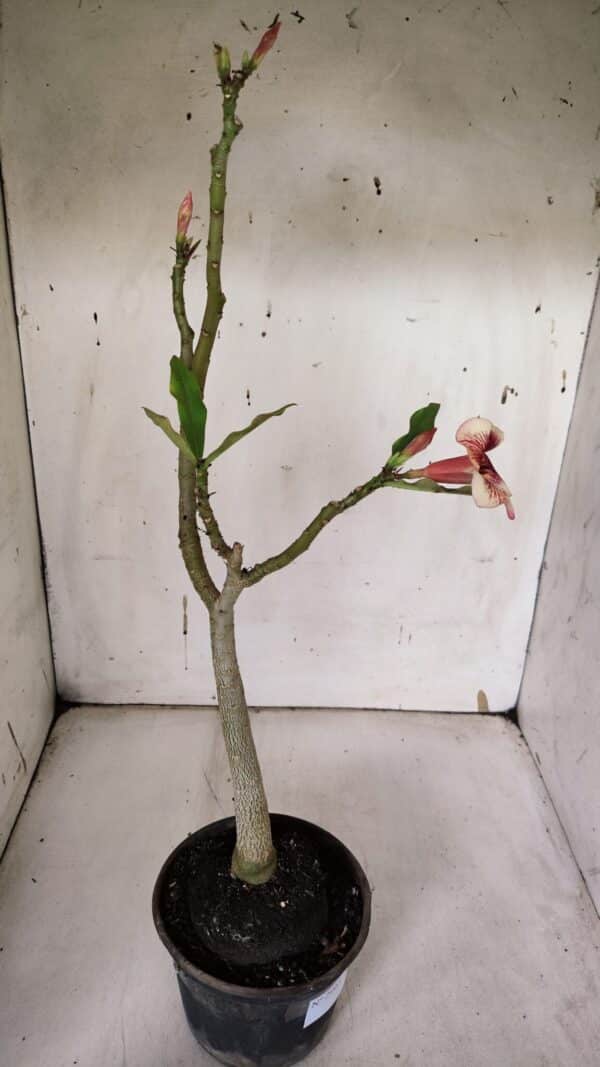 Planta Simples 2965 – 35cm – 03 anos - Imagem 5