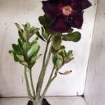 Planta Simples 2967 – 35cm – 03 anos