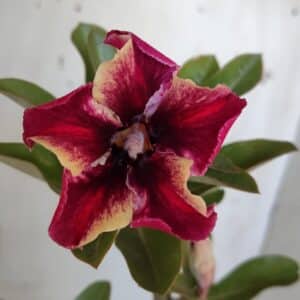 Planta Simples 2968 – 30cm – 02 anos