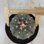 ASTROPHYTUM ASTERIAS STAR SHAPE Nº 367 – vaso 11