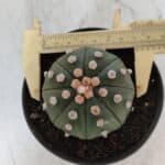 ASTROPHYTUM ASTERIAS STAR SHAPE Nº 370 "NUDUM"  – vaso 11