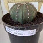 ASTROPHYTUM ASTERIAS STAR SHAPE Nº 374 – vaso 17