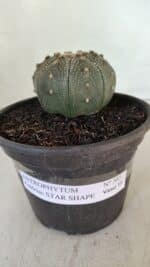ASTROPHYTUM ASTERIAS STAR SHAPE Nº 385 – vaso 15 - Imagem 2