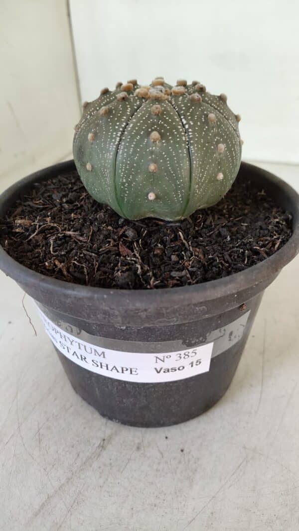 ASTROPHYTUM ASTERIAS STAR SHAPE Nº 385 – vaso 15 - Imagem 10