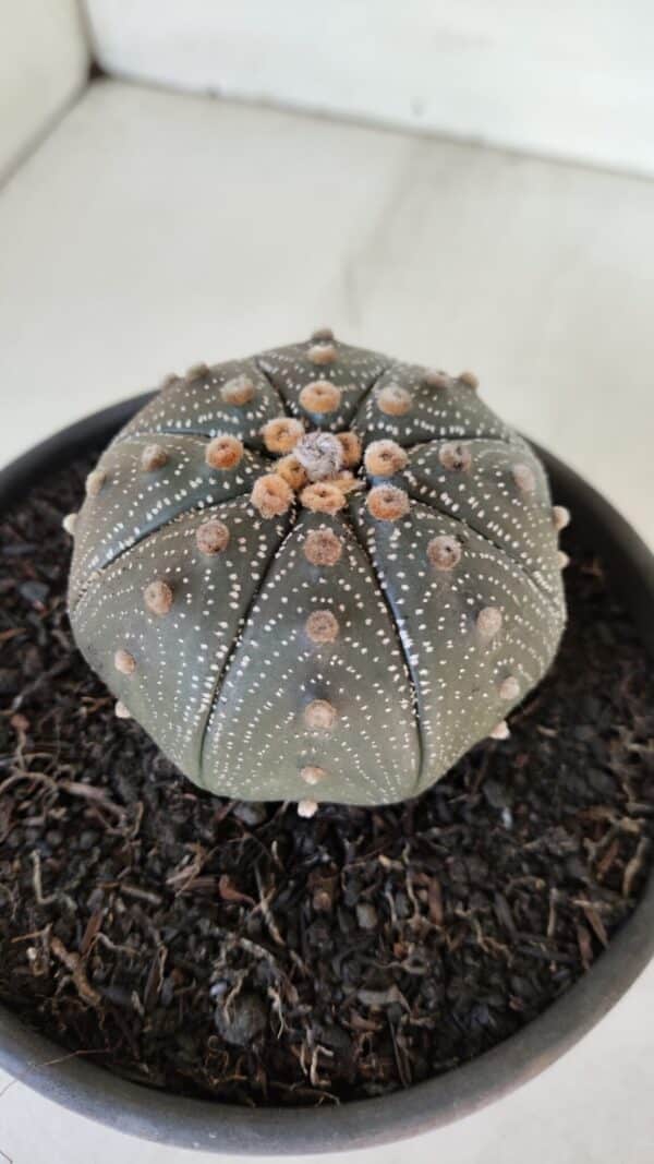 ASTROPHYTUM ASTERIAS STAR SHAPE Nº 385 – vaso 15 - Imagem 9