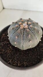 ASTROPHYTUM ASTERIAS STAR SHAPE Nº 385 – vaso 15 - Imagem 8