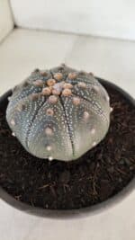 ASTROPHYTUM ASTERIAS STAR SHAPE Nº 385 – vaso 15 - Imagem 7