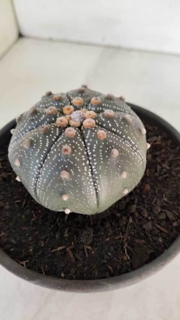 ASTROPHYTUM ASTERIAS STAR SHAPE Nº 385 – vaso 15 - Imagem 7