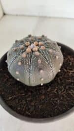 ASTROPHYTUM ASTERIAS STAR SHAPE Nº 385 – vaso 15 - Imagem 6