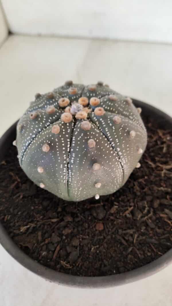 ASTROPHYTUM ASTERIAS STAR SHAPE Nº 385 – vaso 15 - Imagem 6