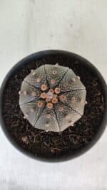 ASTROPHYTUM ASTERIAS STAR SHAPE Nº 385 – vaso 15 - Imagem 3