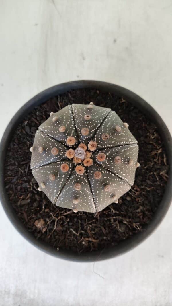 ASTROPHYTUM ASTERIAS STAR SHAPE Nº 385 – vaso 15 - Imagem 3