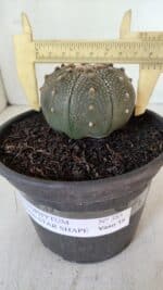 ASTROPHYTUM ASTERIAS STAR SHAPE Nº 385 – vaso 15 - Imagem 4