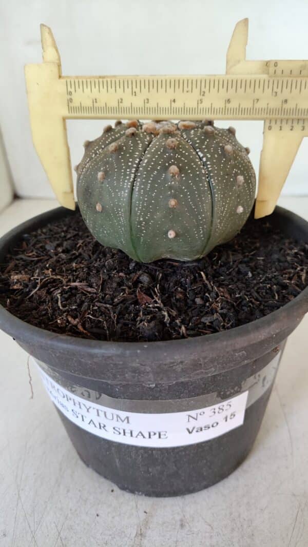ASTROPHYTUM ASTERIAS STAR SHAPE Nº 385 – vaso 15 - Imagem 4