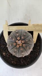 ASTROPHYTUM ASTERIAS STAR SHAPE Nº 385 – vaso 15