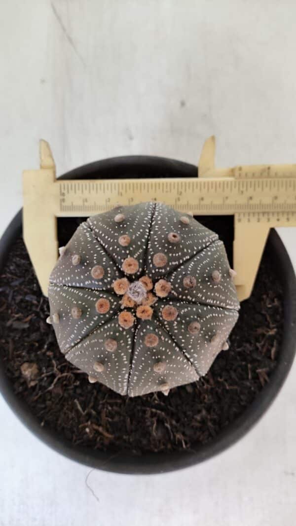 ASTROPHYTUM ASTERIAS STAR SHAPE Nº 385 – vaso 15 - Imagem 1