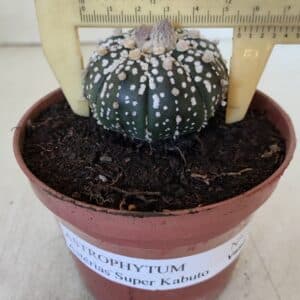 ASTROPHYTUM ASTERIAS SUPER KABUTO Nº 384 - vaso 11