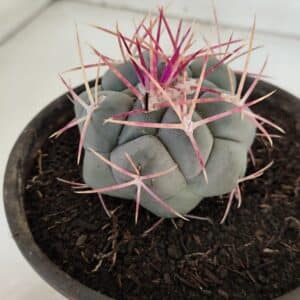 THELOCACTUS Hexaedrophorus Nº 96 – VASO 15