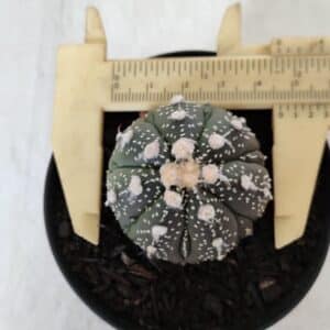 ASTROPHYTUM ASTERIAS Nº 893 – vaso 09