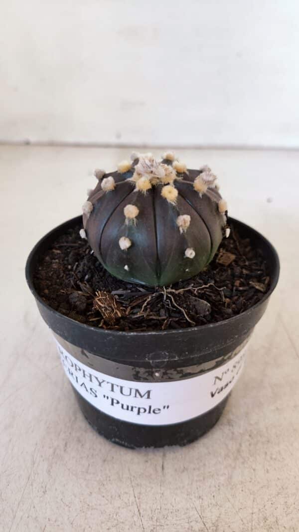 ASTROPHYTUM ASTERIAS “Purple”  Nº 898 – vaso 09 - Imagem 2