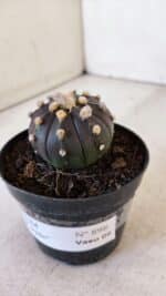 ASTROPHYTUM ASTERIAS “Purple”  Nº 898 – vaso 09 - Imagem 9