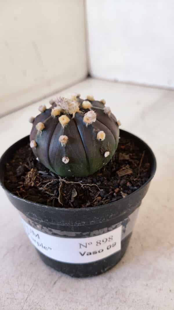 ASTROPHYTUM ASTERIAS “Purple”  Nº 898 – vaso 09 - Imagem 9