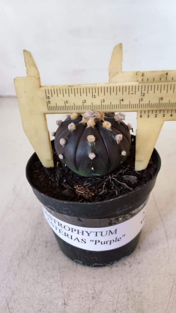 ASTROPHYTUM ASTERIAS “Purple”  Nº 898 – vaso 09 - Imagem 1