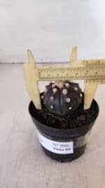 ASTROPHYTUM ASTERIAS “Purple”  Nº 898 – vaso 09 - Imagem 6