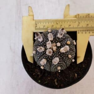 ASTROPHYTUM ASTERIAS “Purple”  Nº 900 – vaso 09