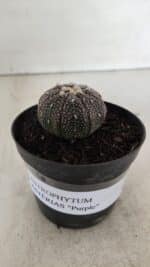 ASTROPHYTUM ASTERIAS “Purple” Nº 906 – vaso 09 - Imagem 2