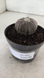 ASTROPHYTUM ASTERIAS “Purple” Nº 906 – vaso 09 - Imagem 9