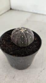 ASTROPHYTUM ASTERIAS “Purple” Nº 906 – vaso 09 - Imagem 8