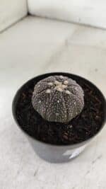 ASTROPHYTUM ASTERIAS “Purple” Nº 906 – vaso 09 - Imagem 7