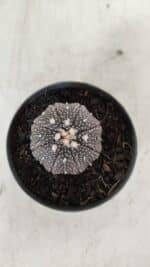 ASTROPHYTUM ASTERIAS “Purple” Nº 906 – vaso 09 - Imagem 3
