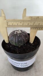 ASTROPHYTUM ASTERIAS “Purple” Nº 906 – vaso 09 - Imagem 4