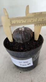 ASTROPHYTUM ASTERIAS “Purple” Nº 906 – vaso 09 - Imagem 6