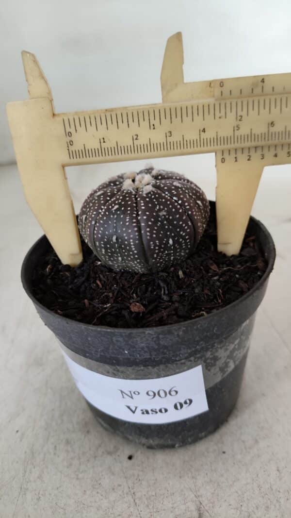 ASTROPHYTUM ASTERIAS “Purple”  Nº 906 – vaso 09 - Imagem 6