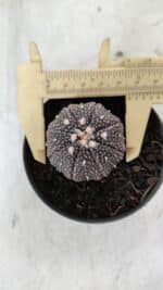 ASTROPHYTUM ASTERIAS “Purple” Nº 906 – vaso 09
