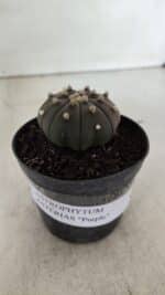 ASTROPHYTUM ASTERIAS “Purple”  Nº 909 – vaso 09 - Imagem 2