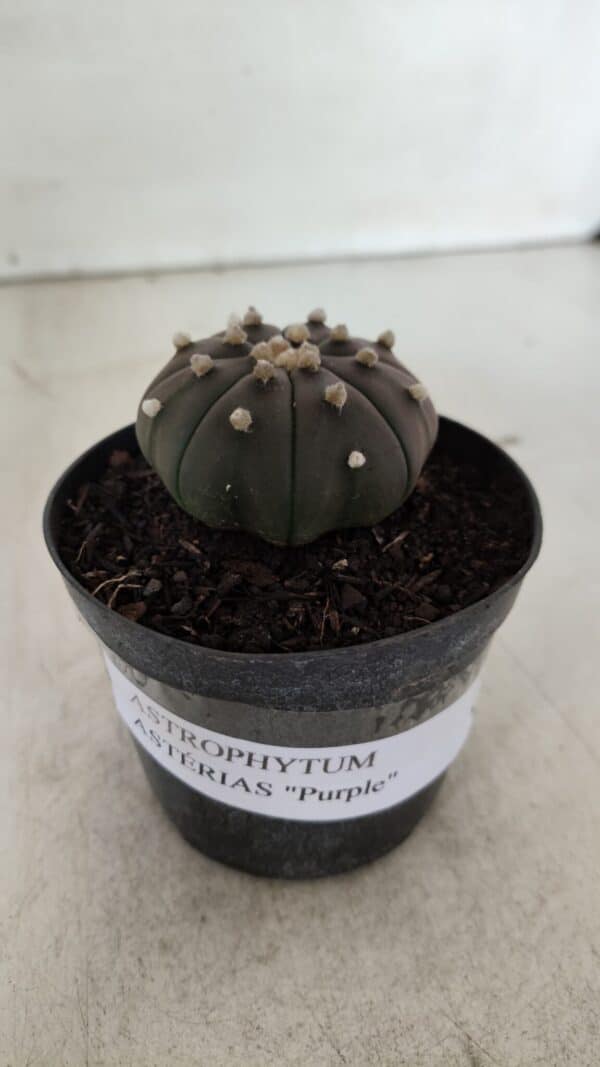 ASTROPHYTUM ASTERIAS “Purple”  Nº 909 – vaso 09 - Imagem 2