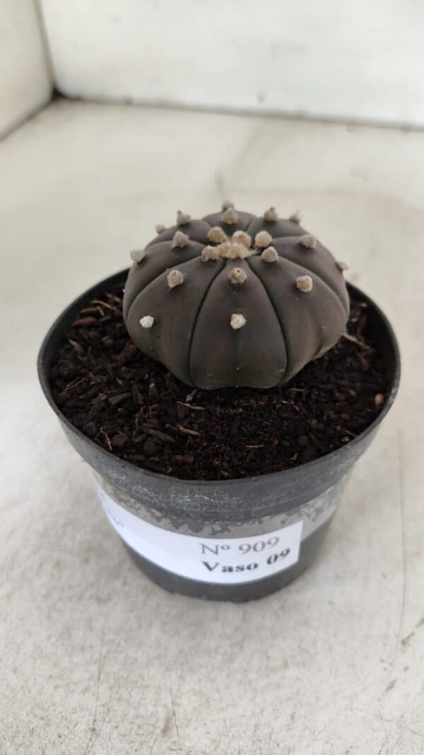 ASTROPHYTUM ASTERIAS “Purple”  Nº 909 – vaso 09 - Imagem 9