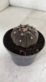ASTROPHYTUM ASTERIAS “Purple”  Nº 909 – vaso 09 - Imagem 8