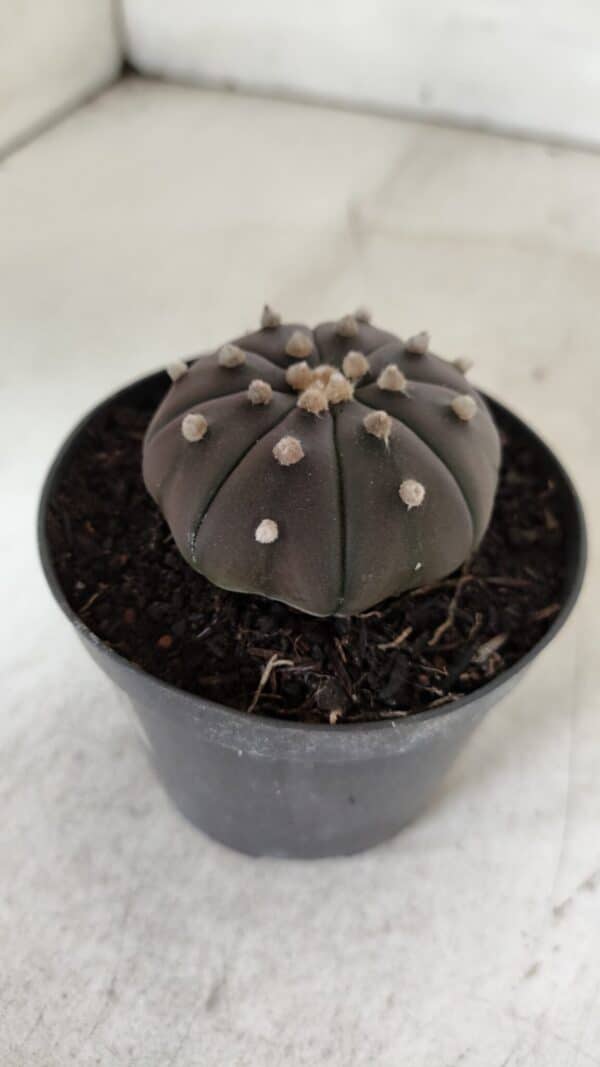 ASTROPHYTUM ASTERIAS “Purple”  Nº 909 – vaso 09 - Imagem 8