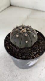 ASTROPHYTUM ASTERIAS “Purple”  Nº 909 – vaso 09 - Imagem 7