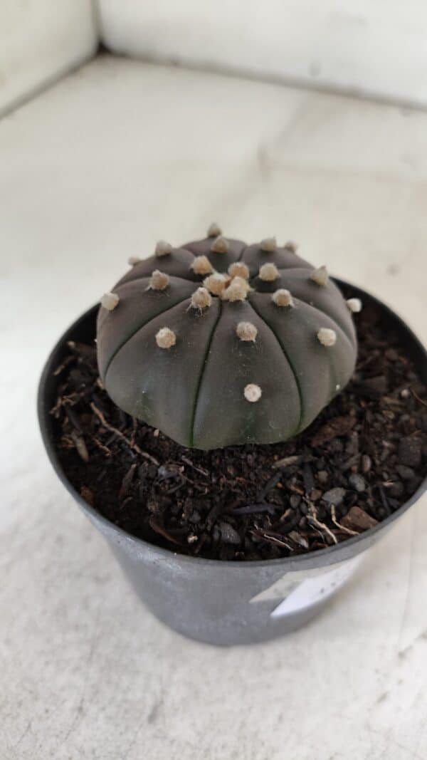 ASTROPHYTUM ASTERIAS “Purple”  Nº 909 – vaso 09 - Imagem 7
