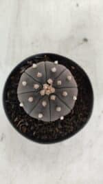 ASTROPHYTUM ASTERIAS “Purple”  Nº 909 – vaso 09 - Imagem 3