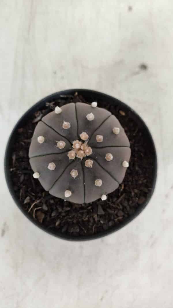 ASTROPHYTUM ASTERIAS “Purple”  Nº 909 – vaso 09 - Imagem 3