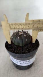 ASTROPHYTUM ASTERIAS “Purple”  Nº 909 – vaso 09